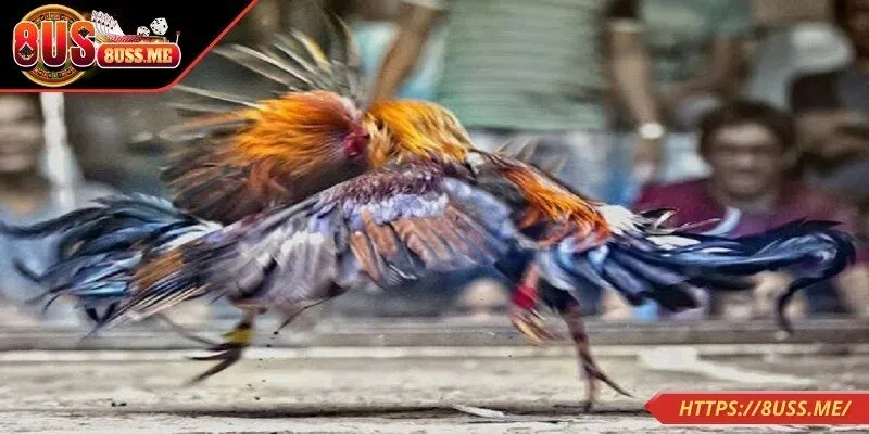 Giới thiệu về sân chơi đá gà thomo tại 8US