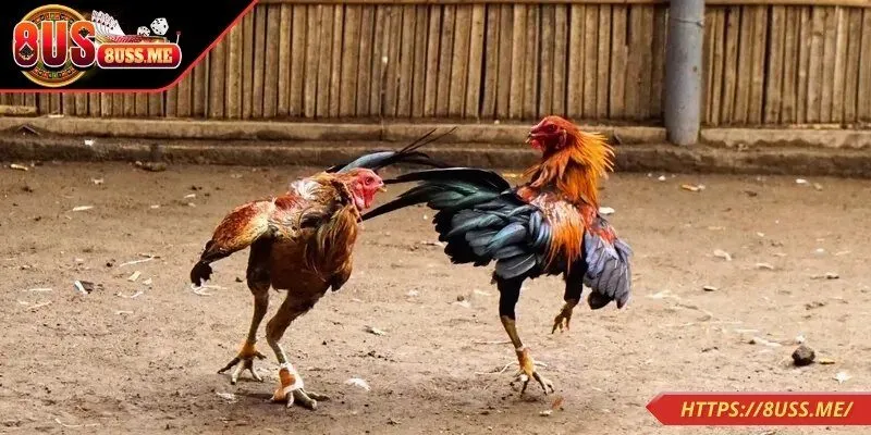 Những thông tin tổng quan về đá gà trực tiếp