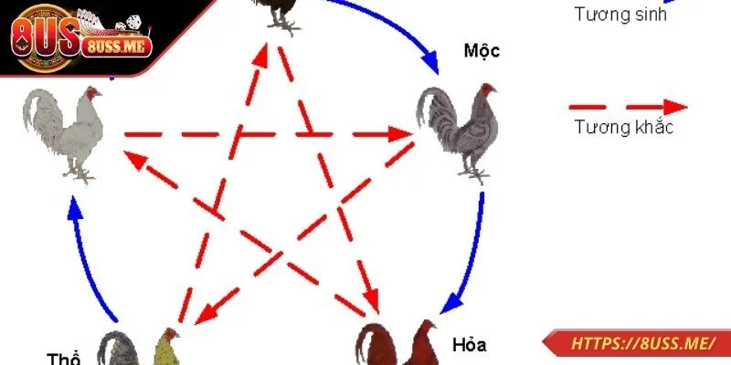 Tổng quan thông tin màu gà mạng