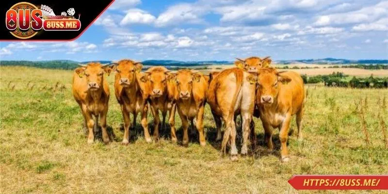 Nằm mơ thấy đàn bò báo hiệu biến đổi trong đời sống