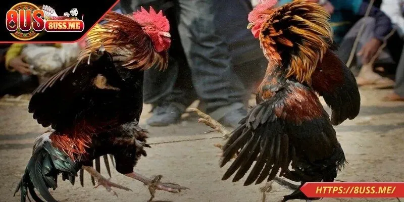 Quy trình tham gia sân chơi chọi kê