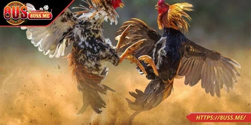 Quy tắc tham gia chơi đá gà trực tiếp hiệu quả