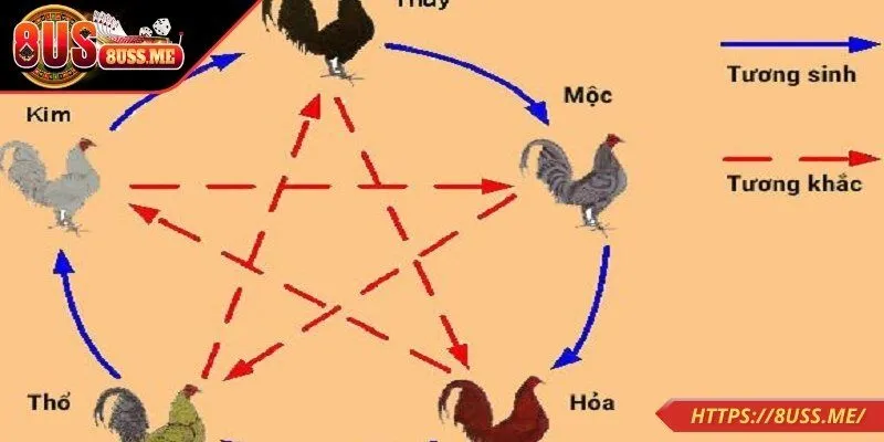 Màu của gà mạng tác động kết quả trận đấu