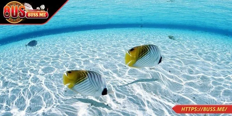 Nằm mơ thấy cá bơi trong nước đánh lô dễ trúng