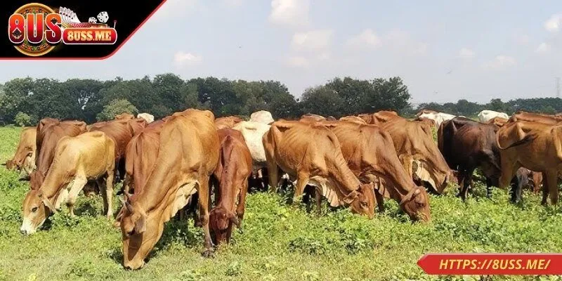 Đánh lô chính xác khi nằm mơ thấy bò