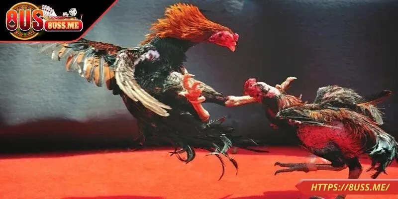 Điểm nhấn tạo nét thu hút người chơi