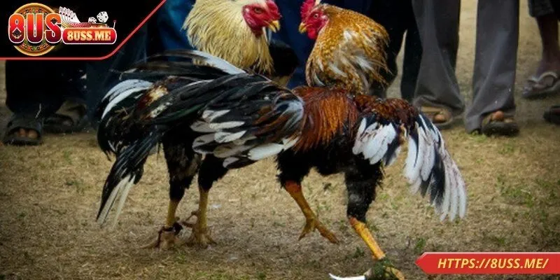 Yếu tố quan trọng cần nắm trong đá gà trực tiếp