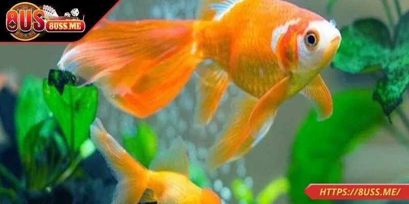 Giải nghĩa việc nằm mơ thấy cá bơi trong nước