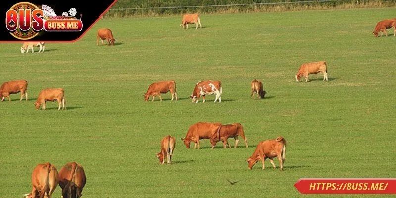 Mơ thấy đàn bò và các ý nghĩa tâm linh đặc biệt